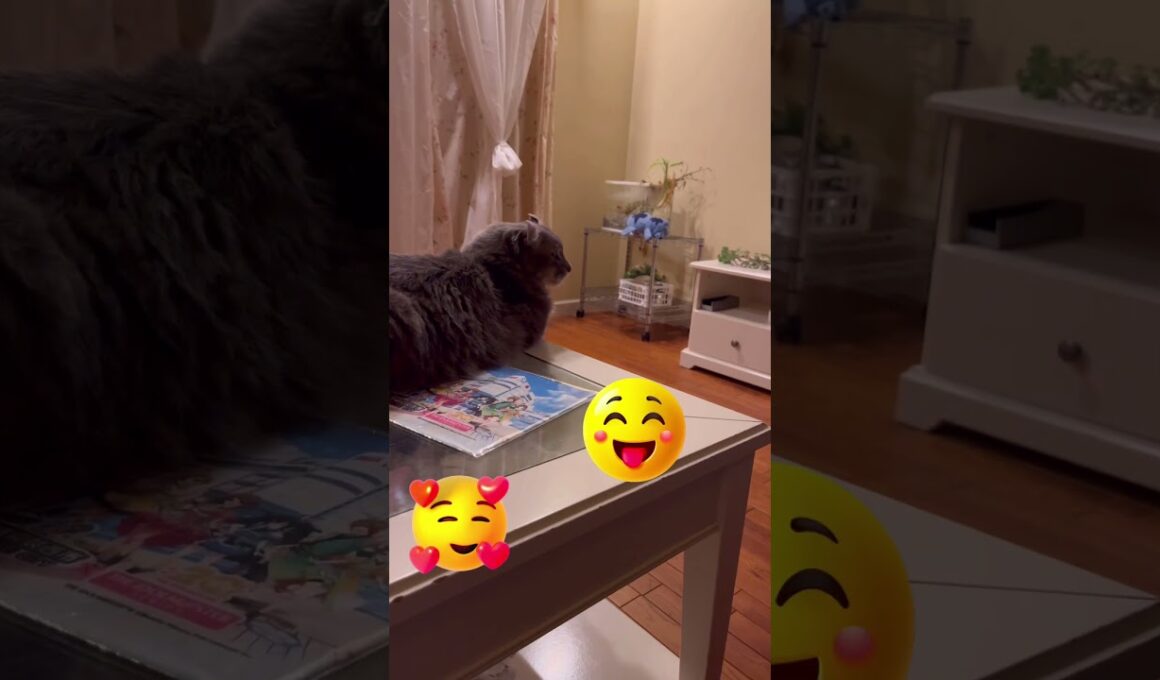 ラーメンだ #ねこ動画 #アメリカンカール #catlife