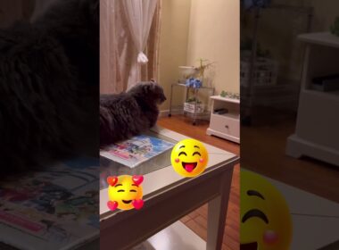 ラーメンだ #ねこ動画 #アメリカンカール #catlife