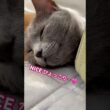 ひょっこり猫❤️ #猫 #ロシアンブルー #猫のいる暮らし  #shorts