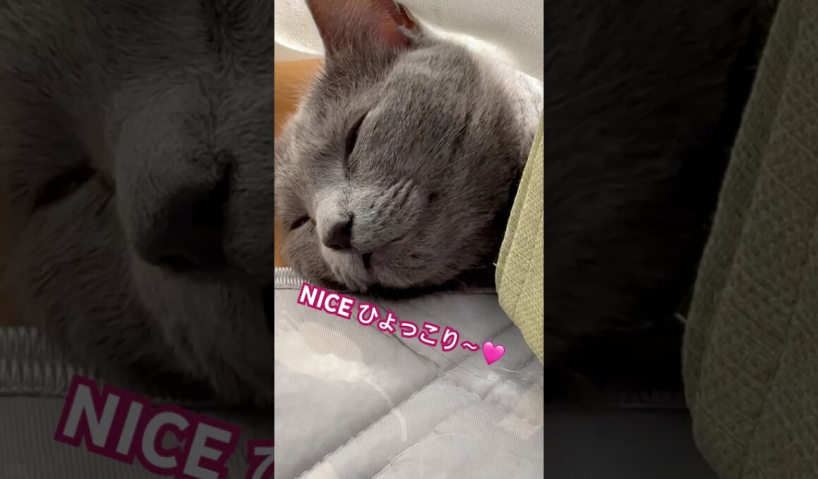 ひょっこり猫❤️ #猫 #ロシアンブルー #猫のいる暮らし  #shorts