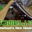 バーマン猫ラフ【ラフの新しい家】Raphael's New House（バーマン猫）Birman/Cat