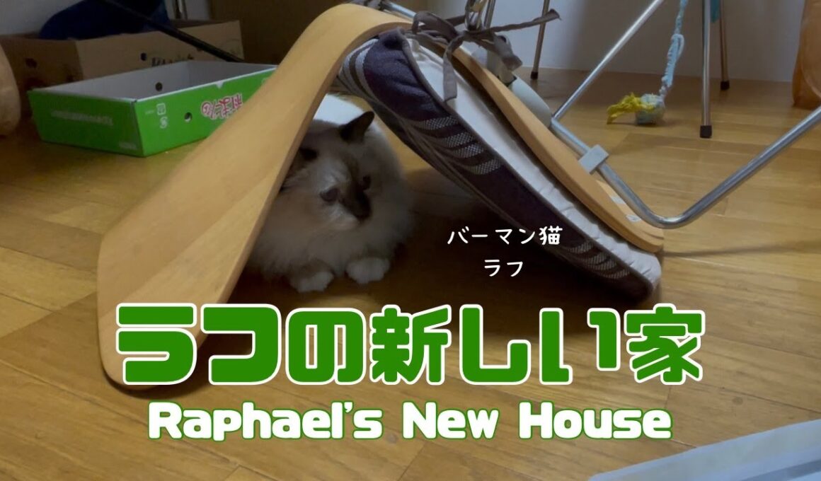 バーマン猫ラフ【ラフの新しい家】Raphael's New House（バーマン猫）Birman/Cat