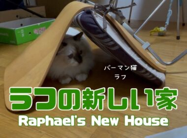バーマン猫ラフ【ラフの新しい家】Raphael's New House（バーマン猫）Birman/Cat