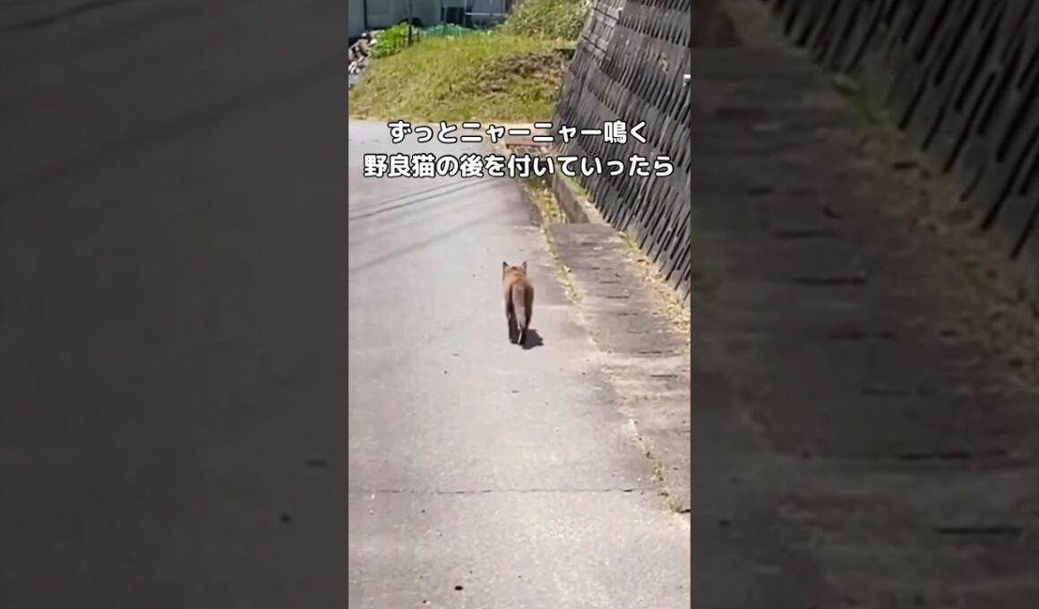 しきりにこちらを向いてニャーニャー鳴く野良の母猫に付いていったら #野良猫 #保護猫 #猫 #shorts