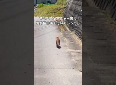 しきりにこちらを向いてニャーニャー鳴く野良の母猫に付いていったら #野良猫 #保護猫 #猫 #shorts
