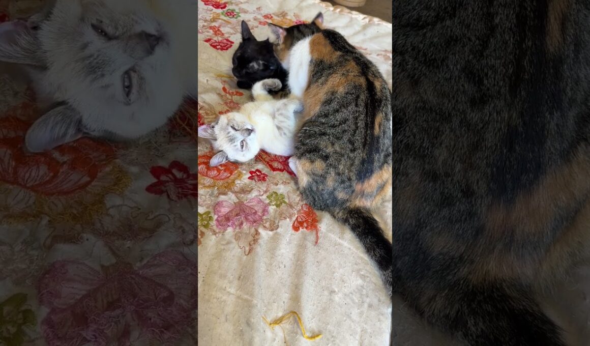 シャムの子ネコ雫「動けない、金縛り。黒猫の黒夢をナメナメする三毛猫ミックスが乗っかって」