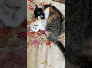 シャムの子ネコ雫「動けない、金縛り。黒猫の黒夢をナメナメする三毛猫ミックスが乗っかって」