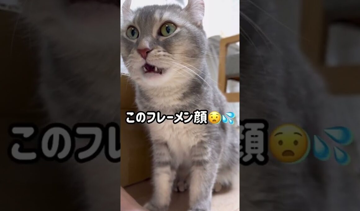 【臭い足】ママの足を嗅いで驚愕する失礼な猫 #shorts #フレーメン反応 #猫