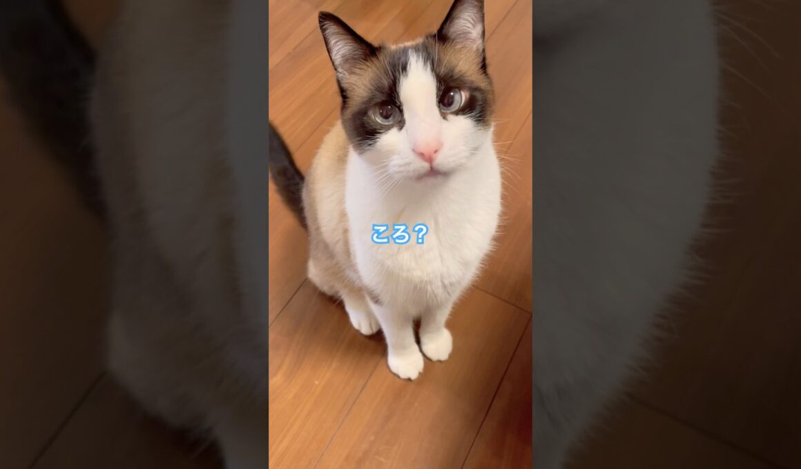 ころしちゃった! ごめんなしゃい #shorts #初音ミク #猫のいる暮らし