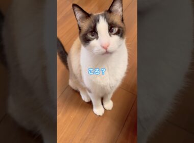 ころしちゃった! ごめんなしゃい #shorts #初音ミク #猫のいる暮らし