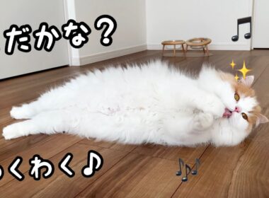 ワクワク姿がかわいい愛猫のごはんルーティーン🎶(詳しく解説)