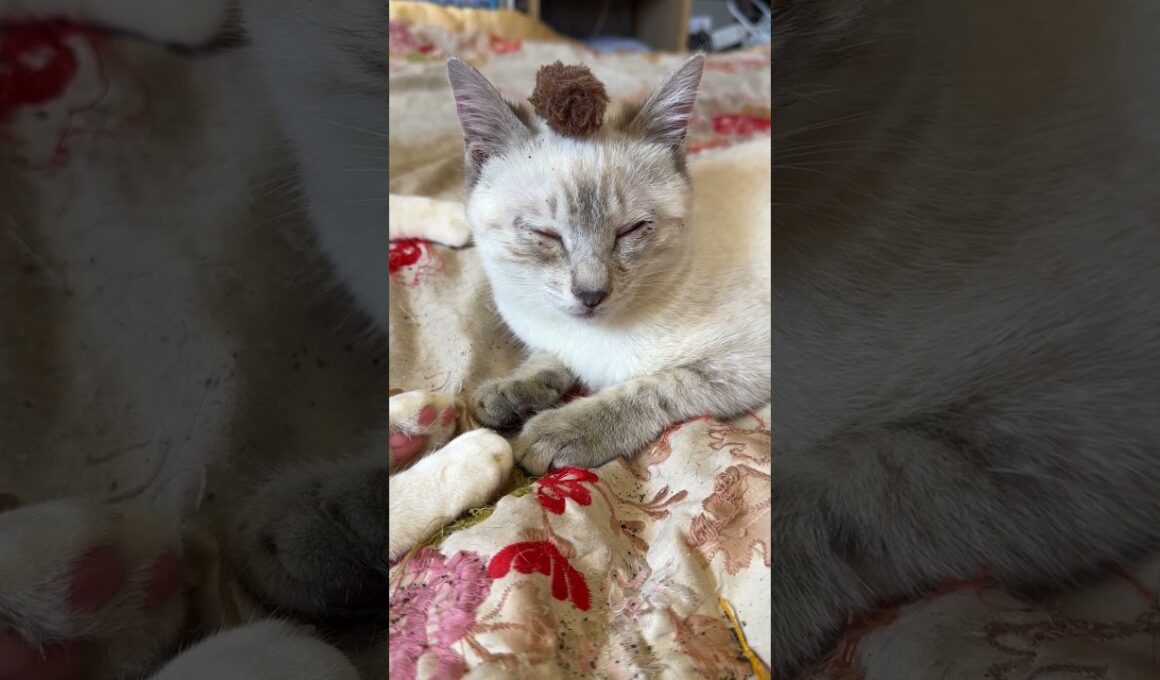 キジシロのルル「ヤンキーになっちゃたよ、シャムの子ネコ雫」