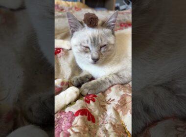 キジシロのルル「ヤンキーになっちゃたよ、シャムの子ネコ雫」