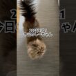 2025/11/21今日のしーちゃん #猫 #ペルシャ #シエル #cat #猫のいる暮らし