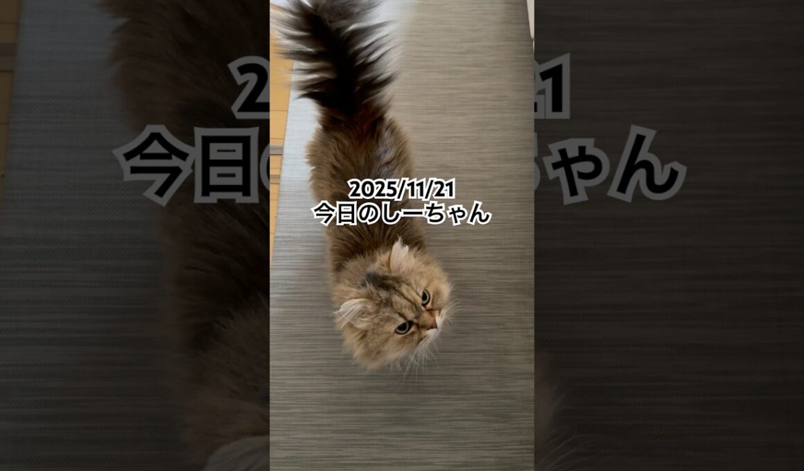 2025/11/21今日のしーちゃん #猫 #ペルシャ #シエル #cat #猫のいる暮らし