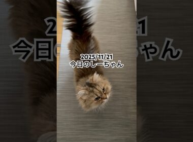 2025/11/21今日のしーちゃん #猫 #ペルシャ #シエル #cat #猫のいる暮らし