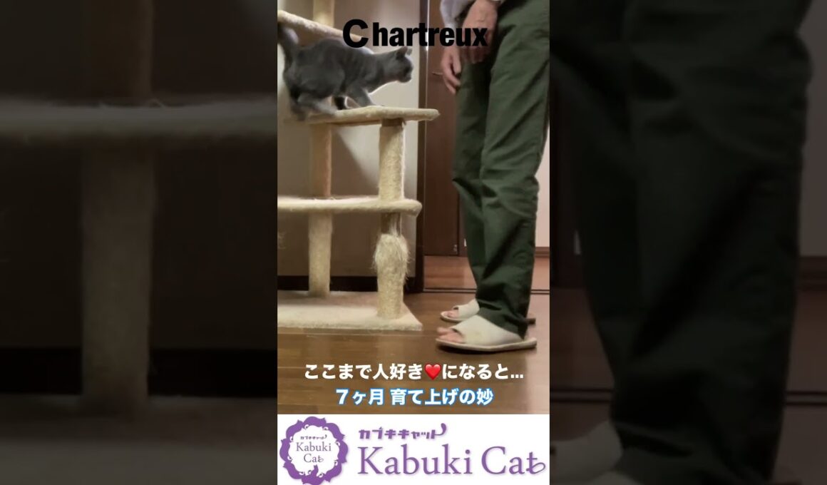 楽しく過ごせる猫つくり【シャルトリュー子猫】 #シャルトリュー  #猫好きさんと繋がりたい #ねこ