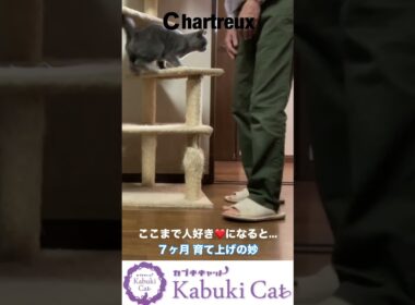 楽しく過ごせる猫つくり【シャルトリュー子猫】 #シャルトリュー  #猫好きさんと繋がりたい #ねこ