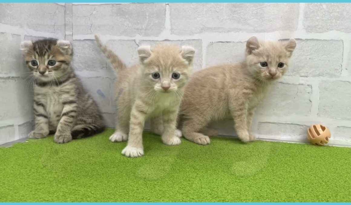 Coo&RIKU　No.00737003 アメリカンカール