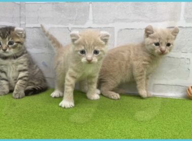 Coo&RIKU　No.00737003 アメリカンカール