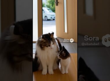 マメちゃんとミケちゃんが、アメリカンカールを連れて帰って来た！