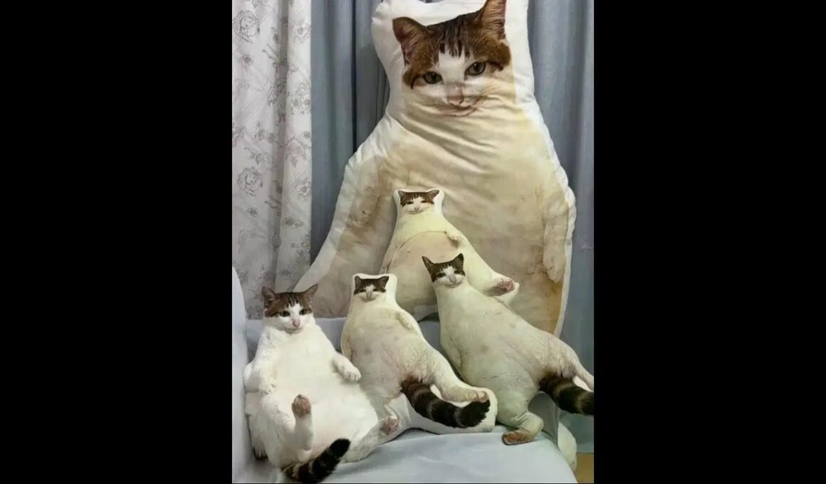 When you have a pet uncle at home, you will get #Everything Is Cute #program #wolf down you in one