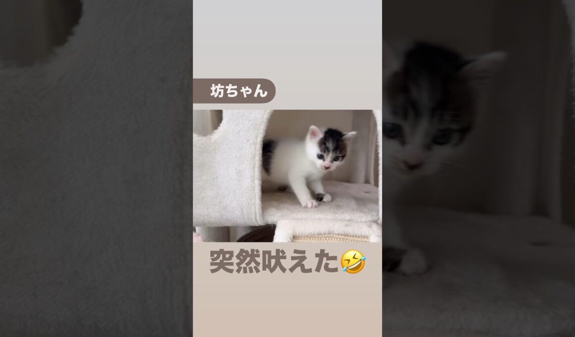 坊ちゃん日記フルバージョンは関連動画へ　#保護猫 #子猫