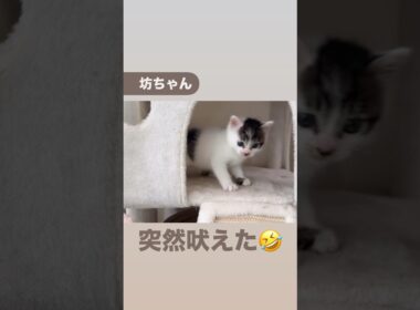 坊ちゃん日記フルバージョンは関連動画へ　#保護猫 #子猫