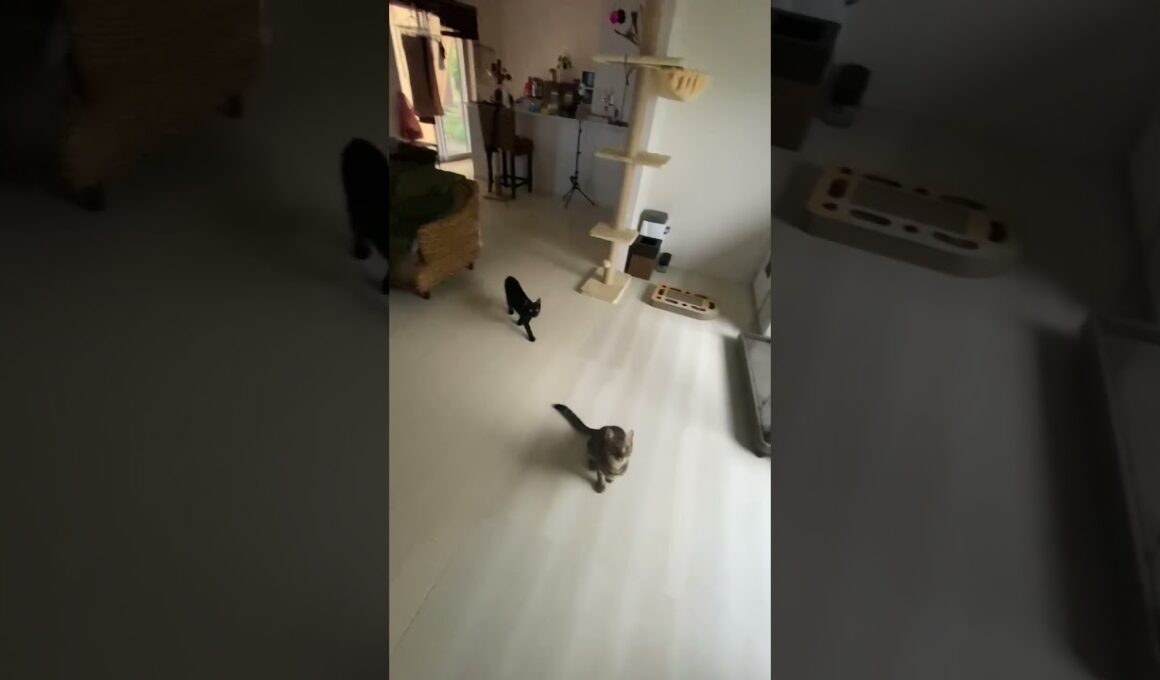 早くちょうだい！　＃shorts