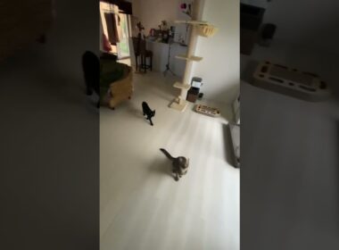 早くちょうだい！　＃shorts