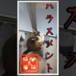 ハラスメント〜お湯ハラ、水ハラ〜 #music #nostalgia #tnr #ねこ #スノーシュー猫 #cat #猫のいる暮らし #shortvideo #ネコ #おっとり猫