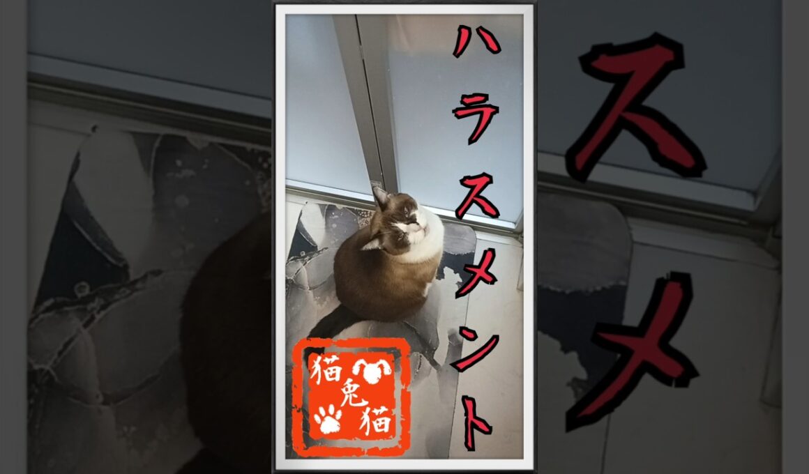 ハラスメント〜お湯ハラ、水ハラ〜 #music #nostalgia #tnr #ねこ #スノーシュー猫 #cat #猫のいる暮らし #shortvideo #ネコ #おっとり猫