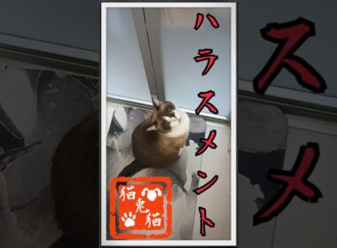 ハラスメント〜お湯ハラ、水ハラ〜 #music #nostalgia #tnr #ねこ #スノーシュー猫 #cat #猫のいる暮らし #shortvideo #ネコ #おっとり猫