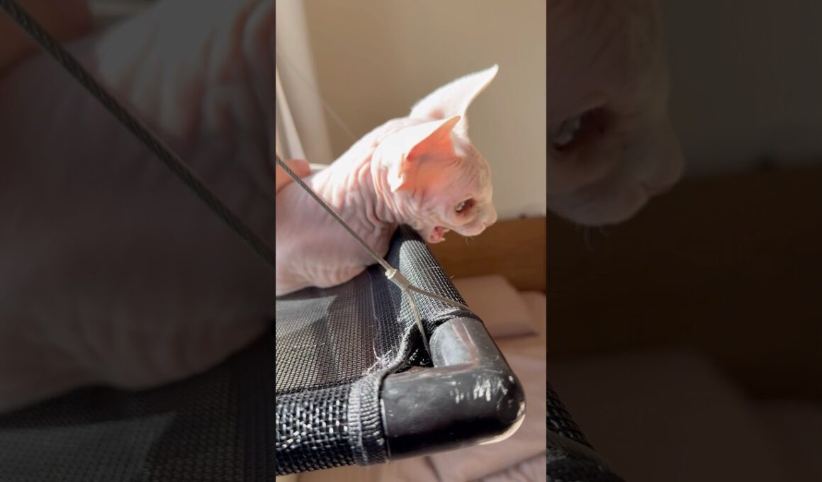 光の反射にクラッキングする猫アレクサンドラ【スフィンクス】