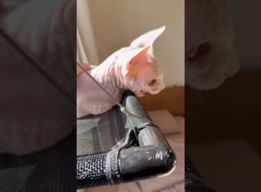 光の反射にクラッキングする猫アレクサンドラ【スフィンクス】