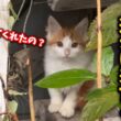 ゴミ屋敷に暮らす子猫を緊急保護しました