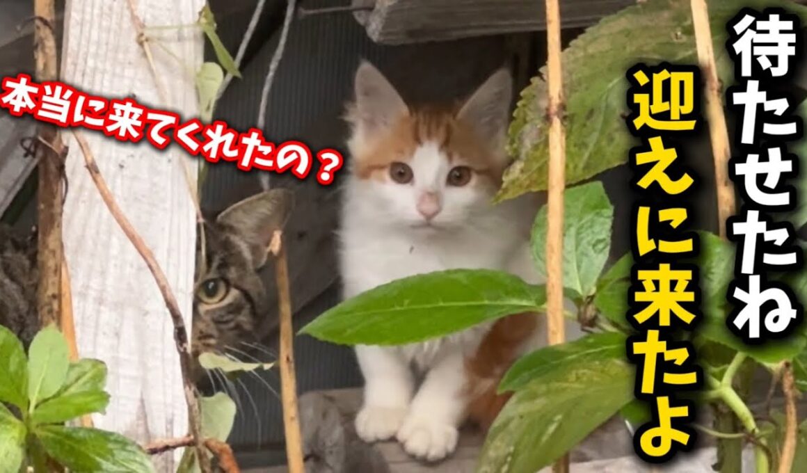 ゴミ屋敷に暮らす子猫を緊急保護しました