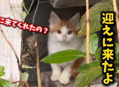 ゴミ屋敷に暮らす子猫を緊急保護しました
