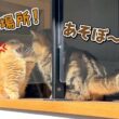 ひなたぼっこがしたい兄猫に構ってほしい弟猫が可愛すぎる！