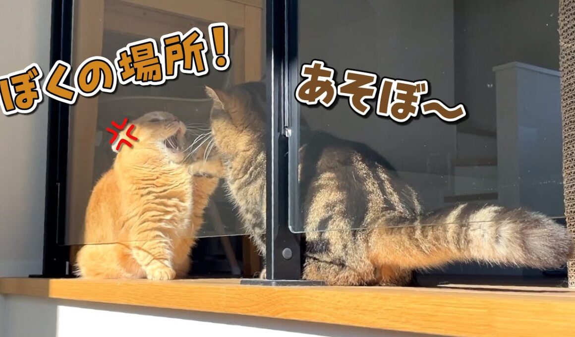 ひなたぼっこがしたい兄猫に構ってほしい弟猫が可愛すぎる！
