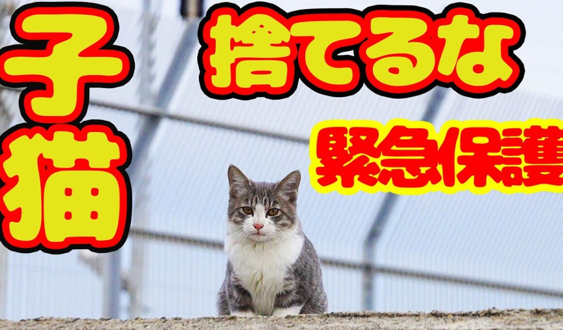 【子猫 保護】子猫を夜 海岸べりに捨てるな！助けるぞ！