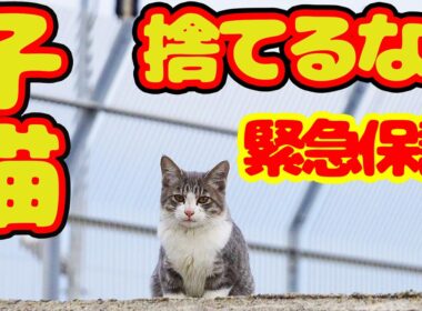 【子猫 保護】子猫を夜 海岸べりに捨てるな！助けるぞ！