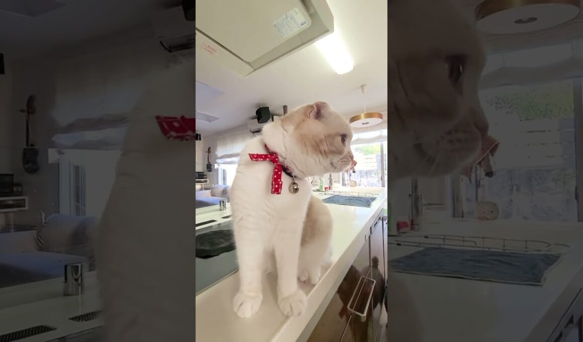 ツンデレ猫を褒めまくったらこうなった...笑#shorts