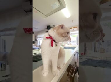 ツンデレ猫を褒めまくったらこうなった...笑#shorts