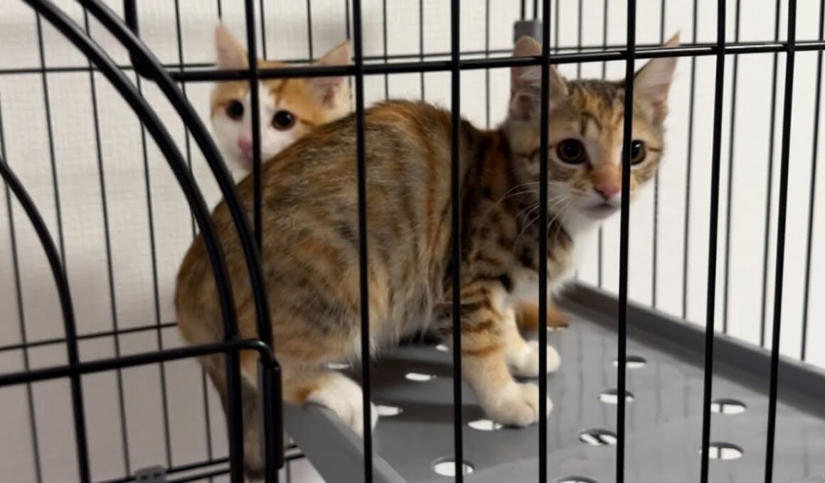 NEWシェルターで保護した子猫と晩酌雑談🍻