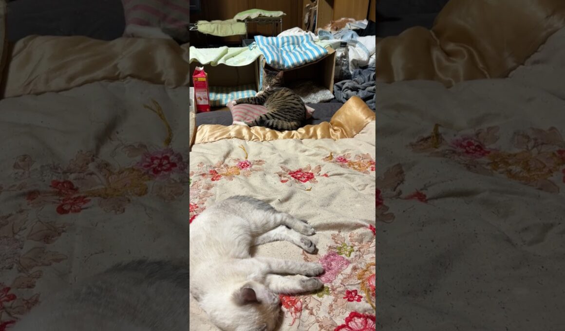 就寝前、シャムの子ネコ雫、茶白ネコのジュニアは邪魔しないけど、キジシロのルルは、寝かせまいと枕を奪う