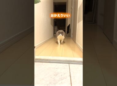 #元気になる動画 超絶無敵かわいいまるちゃん#猫 #お出迎え猫 #猫のいる暮らし #猫のいる生活  #ブリティッシュショートヘア
