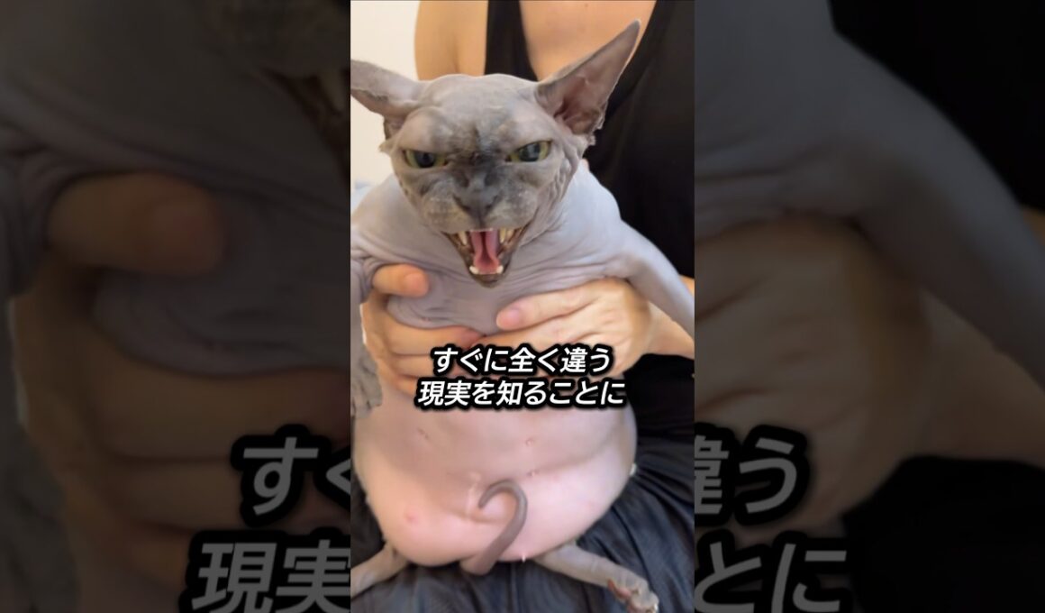 スフィンクス2匹と暮らす飼い主の“リアルな日常”🐈‍⬛🐈‍⬛    #shorts