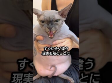 スフィンクス2匹と暮らす飼い主の“リアルな日常”🐈‍⬛🐈‍⬛    #shorts