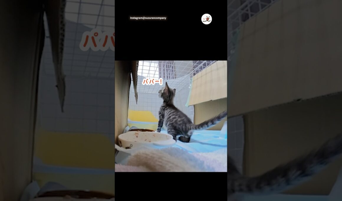 パパ大好きな子猫の行動が可愛すぎる｜PECO